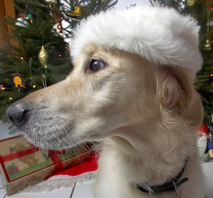 Rosie in a Fur Hat
Beneath the Christmas Tree at Lucies Farm, 2006
Trefwoorden: Rosie Golden Retriever Christmas tree