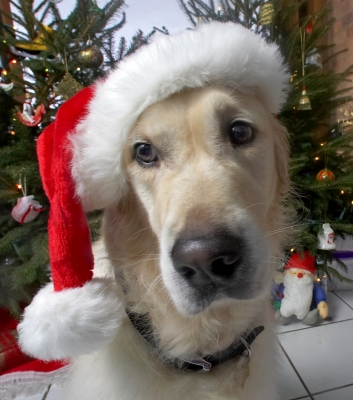 Rosie In Her Santa Hat
Christmas 2006
Palabras clave: Rosie Golden Retriever Santa Claus hat red hat Christmas tree