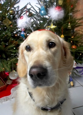 Rosie at Christmas
2006
Ključne besede: Rosie Golden Retriever Christmas tree snowmen