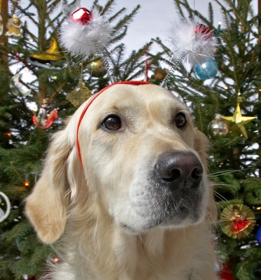 Rosie
Beneath the Lucies Farm Christmas tree, 2006 --- wearing the snowmen.
Palabras Clave: Rosie Christmas tree snowmen Golden retriever