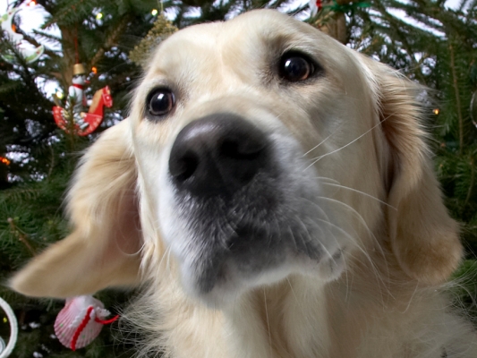Rosie
Beneath the Christmas tree, 2006
Słowa kluczowe: Rosie Golden Retriever Christmas tree