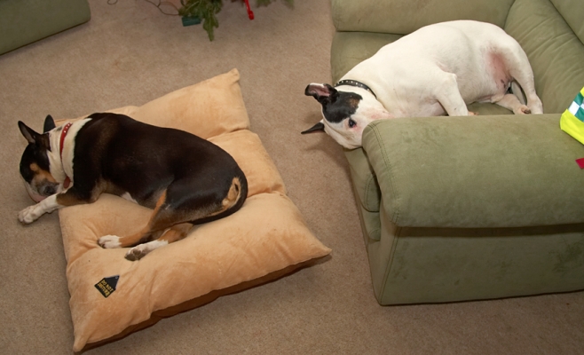Tapa and Kiko Asleep
Gosh, we have lots of photographs of our Bull Terriers sleeping.  It's just that they're so cute when they are asleep.  Tapa on the doggie bed, and Kiko in the dogs' green chair.
Λέξεις-κλειδιά: Whitecroft Kiko Tapa sleeping English Bull Terrier