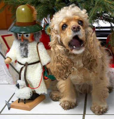Alicia
Christmas at Lucies Farm, 2006
Mots-clés: Alicia cocker spaniel Christmas tree yawn