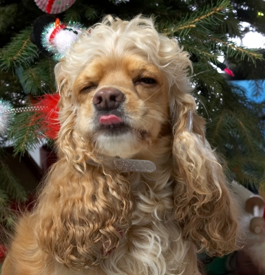 Alicia
Christmas 2006
Avainsanat: Alicia cocker spaniel tongue Christmas tree