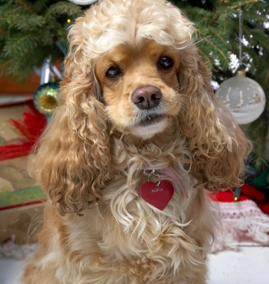 Alicia
Christmas 2006
Mots-clés: Alicia cocker spaniel Christmas tree crooked mouth