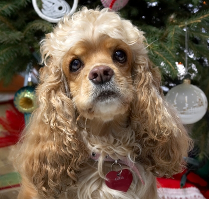 Alicia
Beneath the Christmas tree, 2006
الكلمات الإستدلالية(لتسهيل البحث): Alicia cocker spaniel Christmas tree