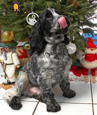 Leo Beneath the Christmas Tree
Christmas 2006
Keywords: Leo cocker spaniel Christmas tongue