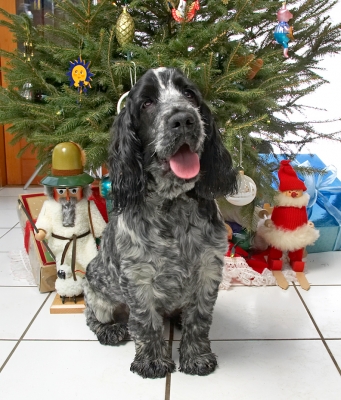 Leo at Christmas
2006
Keywords: Leo cocker spaniel Christmas tree