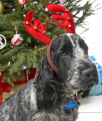 Leo in the Red Antlers
Christmas 2006
Palabras clave: Leo Christmas tree red antler cocker spaniel