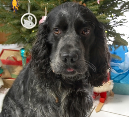 Bracken
Beneath the Christmas tree, 2006
Palabras clave: Bracken cocker spaniel Christmas tree