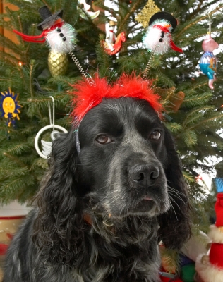 Bracken and the Snowmen
Beneath the Christmas tree, 2006
Keywords: Bracken Christmas tree cocker spaniel