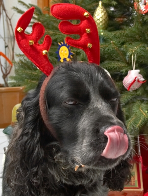 Bracken and the Red Antlers
Beneath the Christmas tree, 2006
الكلمات الإستدلالية(لتسهيل البحث): Bracken cocker spaniel tongue Christmas tree red antlers