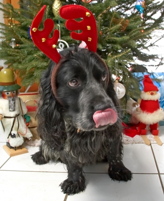 Bracken and the Red Antlers
Beneath the Christmas tree at Lucies Farm, 2006
Ключові слова: Bracken cocker spaniel Christmas tree tongue