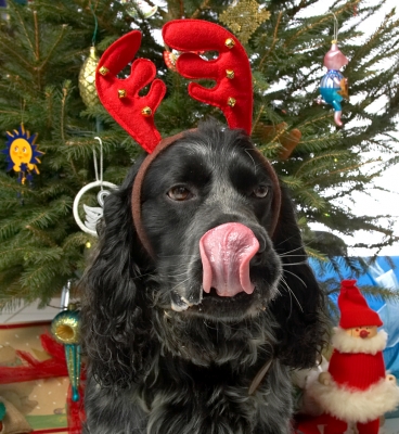Bracken and the Red Antlers
Beneath the Christmas tree at Lucies Farm, 2006
Λέξεις-κλειδιά: Bracken cocker spaniel red antlers Christmas tree tongue