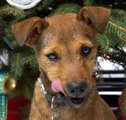 Chestnut
Beneath the Christmas tree, 2006
Keywords: Chestnut Christmas tree Jack Russell cross