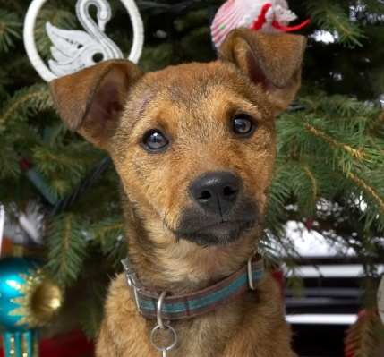 Chestnut
Christmas 2006
Avainsanat: Chestnut Christmas tree Jack Russell cross