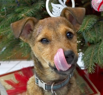 Chestnut
Christmas 2006
Keywords: Chestnut tounge Christmas tree Jack Russell cross
