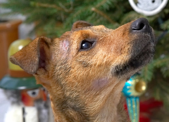 Chestnut
Christmas 2006
Ключові слова: Chestnut Christmas tree Jack Russell