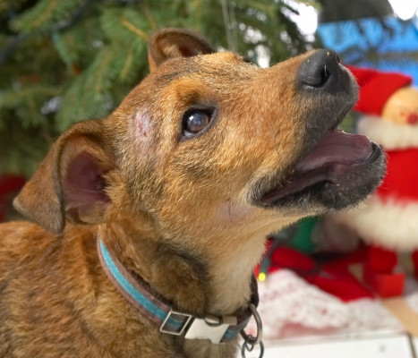 Chestnut
Christmas 2006
Ключови думи: Chestnut Christmas tree Jack Russell