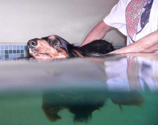 Whistler Having A Swim
Carefully supported by Marjorie.  Whistler really enjoys her swims, as Molly runs around the side of the pool tormenting her.
Ключевые слова: Whistler swimming Marjorie pool Ritz Canine hydrotherapy Marjorie