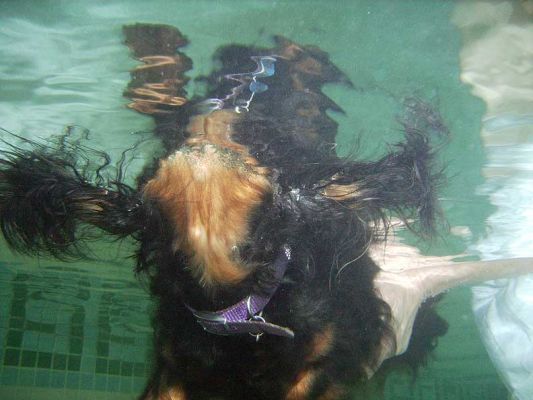 Whistler Swimming -- Underwater View
With her ears floating in the water.
Keywords: Whistler swimming Marjorie pool Ritz Canine hydrotherapy Marjorie