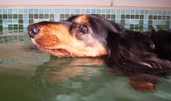 Swimming Whistler
Klíčová slova: Whistler swimming Marjorie pool Ritz Canine hydrotherapy Marjorie