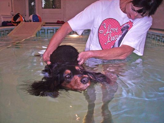 Swimming Whistler, With Marjorie's Support
I have a new underwater camera, and the "above water" colour isn't quite right -- a bit too lavender.  We will tinker with it until we get it right.
Keywords: Whistler swimming Marjorie pool Ritz Canine hydrotherapy Marjorie
