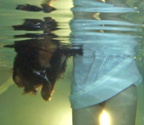 Underwater View of Whistler Swimming
Λέξεις-κλειδιά: Whistler swimming Marjorie pool Ritz Canine hydrotherapy Marjorie daschund