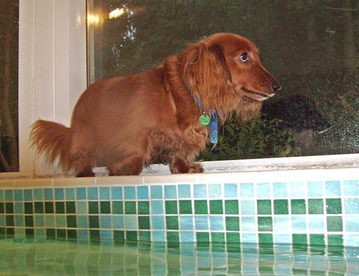 Molly Tormenting Whistler From The Side of the Pool
Molly doesn't like the water, but she loves watching Whistler swim.  From the safety of the side of the pool!
Ključne besede: Whistler swimming Marjorie pool Ritz Canine hydrotherapy Marjorie Molly daschund