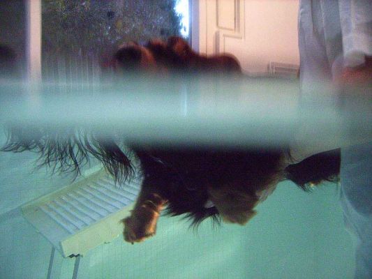 Whistler Swimming -- Top and Bottom View
Ключові слова: Whistler swimming Marjorie pool Ritz Canine hydrotherapy Marjorie