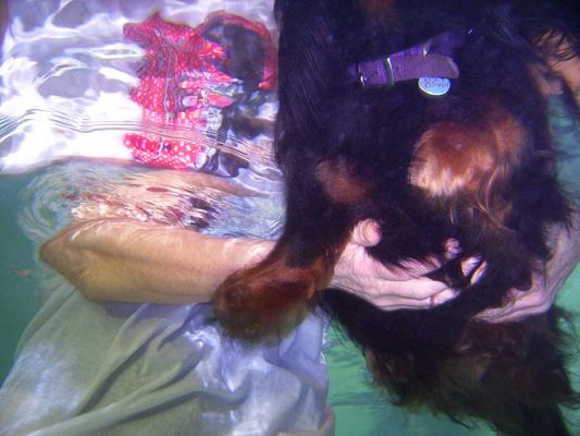 Whistler Swimming -- Underwater View
Ключові слова: Whistler swimming Marjorie pool Ritz Canine hydrotherapy Marjorie daschund