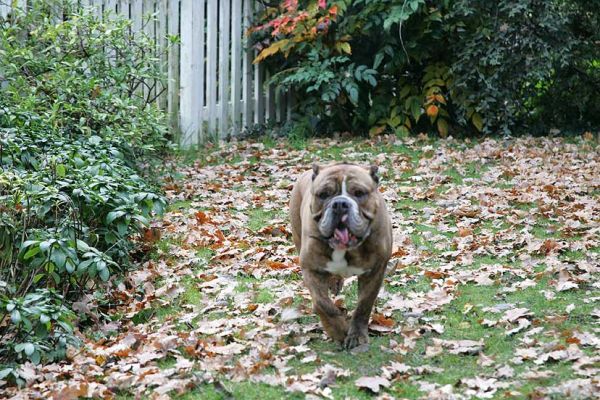 Here Comes Frank
Frank, the bulldog, having a bit of trot after looking at the ducks (through the white picket gate).
Anahtar kelimeler: Frank bull dog bulldog Lucies Farm dog kennel dog boarding