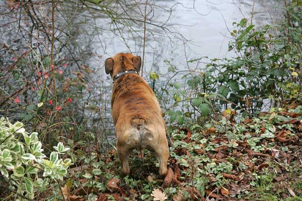 Frank Watching the Ducks
Frank keeping an eye on the ducks in our pond.  (There's a wire fence to keep ducks and dogs apart.)
Palabras clave: Frank bull dog bulldog swimming Lucies Farm dog kennel dog boarding ducks