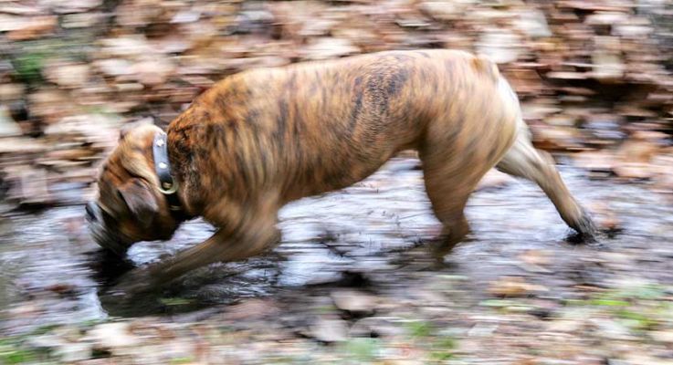 Frank
Frank used the small stream that divides our property as a bit of a race track.
Λέξεις-κλειδιά: Frank bull dog bulldog swimming Lucies Farm dog kennel dog boarding
