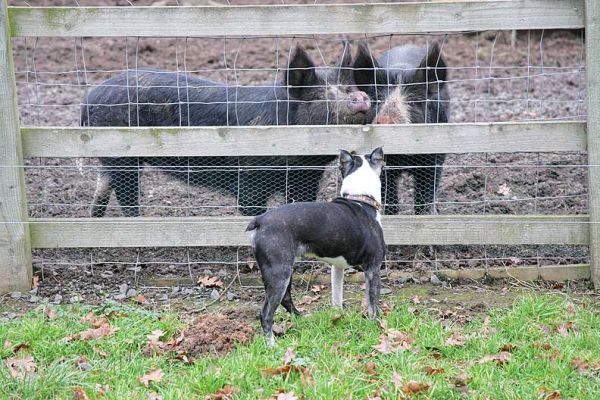 Mugsy saying hello to the Berkshire ladies
Ключови думи: Mugsy Boston Terrier Berkshire pigs ladies