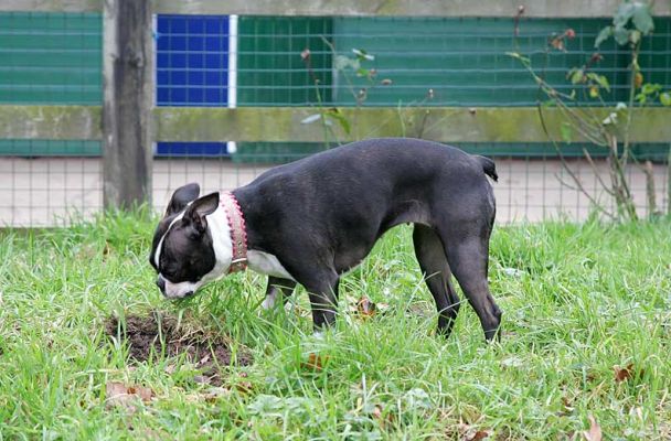 Cavi looking for that elusive mole
Mots-clés: Cavi Calvi Boston Terrier mole