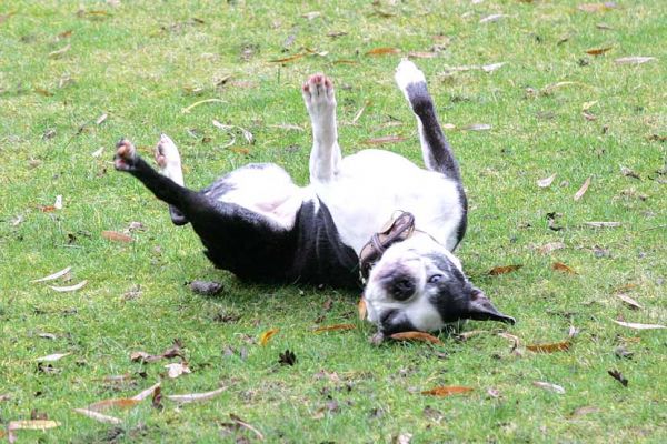 Mugsy found something delicious to roll in
Palabras Clave: Mugsy Boston Terrier delicious