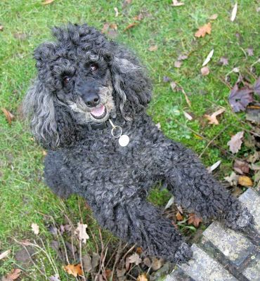 India
Ключові слова: India Miniature poodle