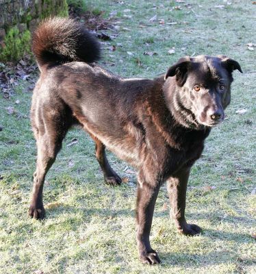 Onyx
Keywords: Onyx dog kennel dog boarding Lucies Farm dog kennel dog resort