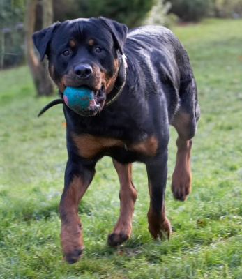 This is my favourite activity
Keywords: Ball Dog Dogs Play Playing Playtime Rottweiler Rottweilers Rufus Run Running Smithy