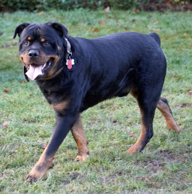 I'm just having a good time
Klíčová slova: Dog Dogs Play Playing Playtime Rottweiler Rottweilers Rufus Run Running Smithy Tongue