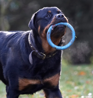 Where's the hoopla stall?
Avainsanat: Dog Dogs Play Playing Playtime Rottweiler Rottweilers Rufus Run Running Smithy