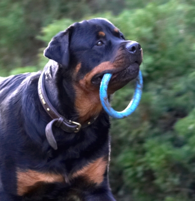 Hmmm, where shall I go now?
Palabras clave: Dog Dogs Play Playing Playtime Rottweiler Rottweilers Rufus Run Running Smithy