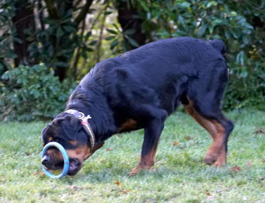 Get a grip
Schlüsselwörter: Dog Dogs Play Playing Playtime Rottweiler Rottweilers Rufus Run Running Smithy