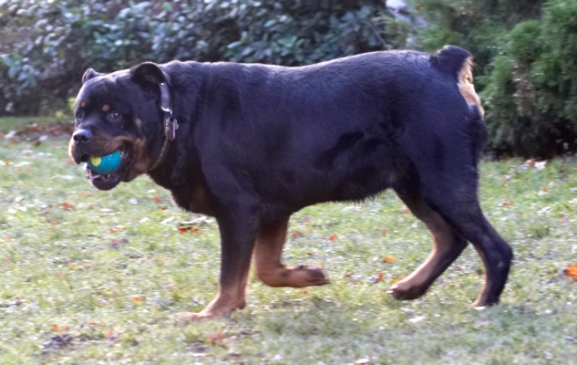 Yep, I've got the ball
Palabras clave: Ball Dog Dogs Play Playing Playtime Rottweiler Rottweilers Rufus Run Running Smithy
