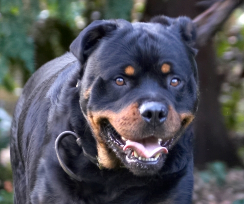 Jus' taking a breather
Keywords: Dog Dogs Play Playing Playtime Rottweiler Rottweilers Rufus Run Running Smithy Tongue