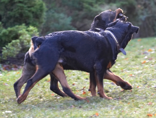 C'mon, share
Ključne besede: Dog Dogs Play Playing Playtime Rottweiler Rottweilers Rufus Run Running Smithy Stick Tug-o-war