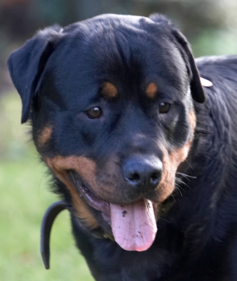 Hmm, wot shall I do now?
Palabras clave: Dog Dogs Play Playing Playtime Rottweiler Rottweilers Rufus Run Running Smithy Tongue