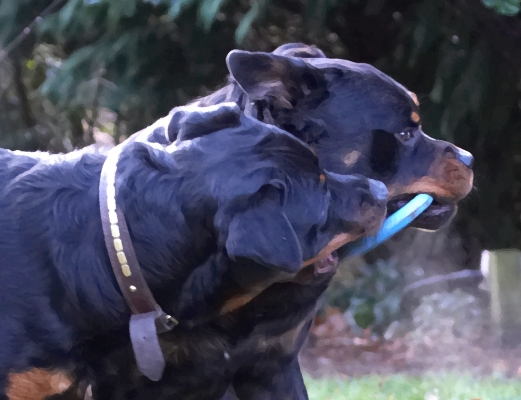 Gimme, gimme, gimme
Ключові слова: Dog Dogs Play Playing Playtime Rottweiler Rottweilers Rufus Run Running Smithy Tug-o-war