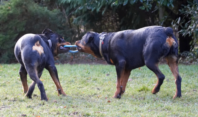 You gonna let go or what!!!!!!!!11
Ключові слова: Dog Dogs Play Playing Playtime Rottweiler Rottweilers Rufus Run Running Smithy Tog-o-war